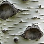 découvrez les caractéristiques essentielles du bouleau verruqueux et ses applications pratiques en jardinage, médecine naturelle et décoration.